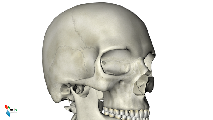 Osso Parietale - apparato scheletrico